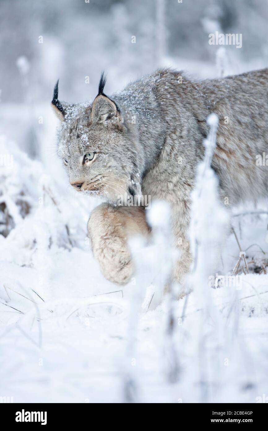 Le lynx du Canada (Lynx canadensis) se déplace furtivement à travers le sous-bois neigeux, les oreilles piquées et la fourrure givrée, se fondant dans la nature sauvage hivernale. Banque D'Images