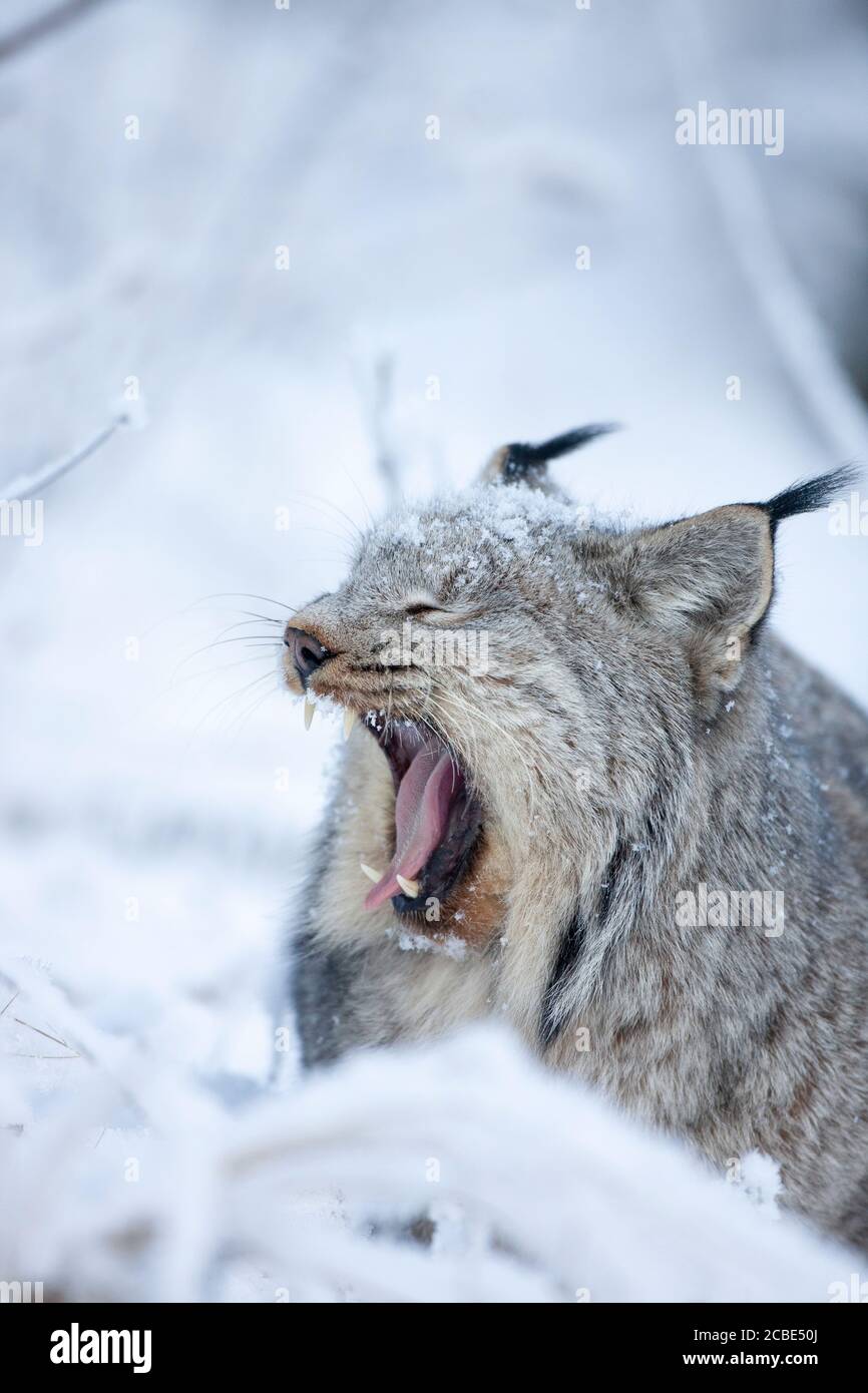 Le lynx du Canada (Lynx canadensis) jette largement dans un paysage enneigé, révélant des dents tranchantes et une fourrure givrée dans la nature sauvage hivernale. Banque D'Images