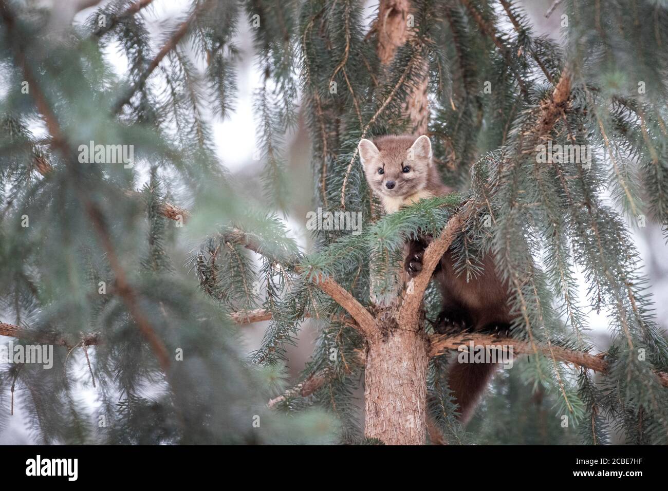 Martre d'Amérique (Martes americana) perchée sur une branche d'épinette, jetant un coup d'œil à travers des aiguilles à feuilles persistantes avec une expression curieuse dans une forêt d'hiver. Banque D'Images