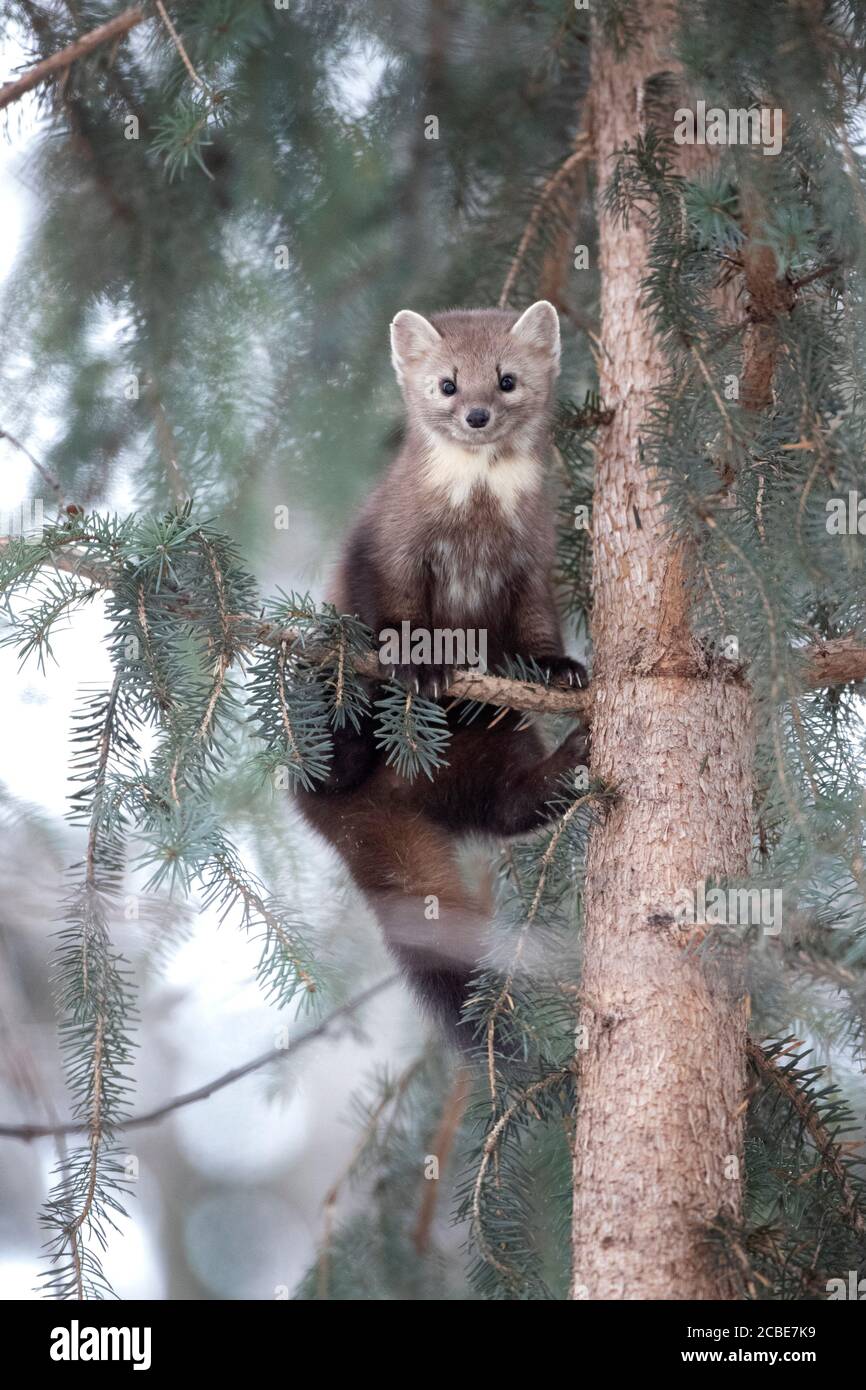 Une martre de pin sauvage dans un arbre de chasse aux écureuils dans le nord-ouest de la Colombie-Britannique, au Canada. Banque D'Images