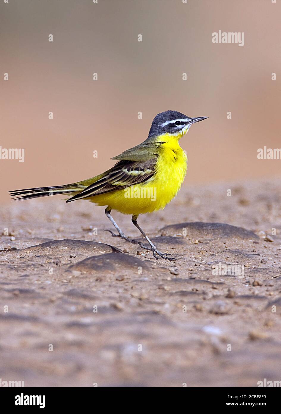 Queue de Wagon à tête bleue pour homme adulte (Motacilla flava flava) Photographié en Israël en mars Banque D'Images