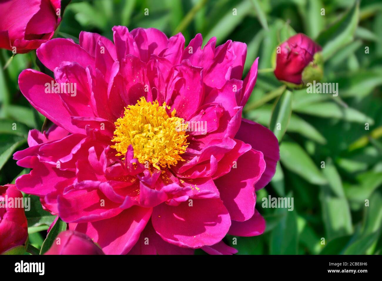 Belle fleur de pivoine rose (Paeonia suffruticosa) gros plan avec bouton et feuilles vertes sur le parterre à fleurs dans le jardin. Beauté de la nature, floriculture, gard Banque D'Images