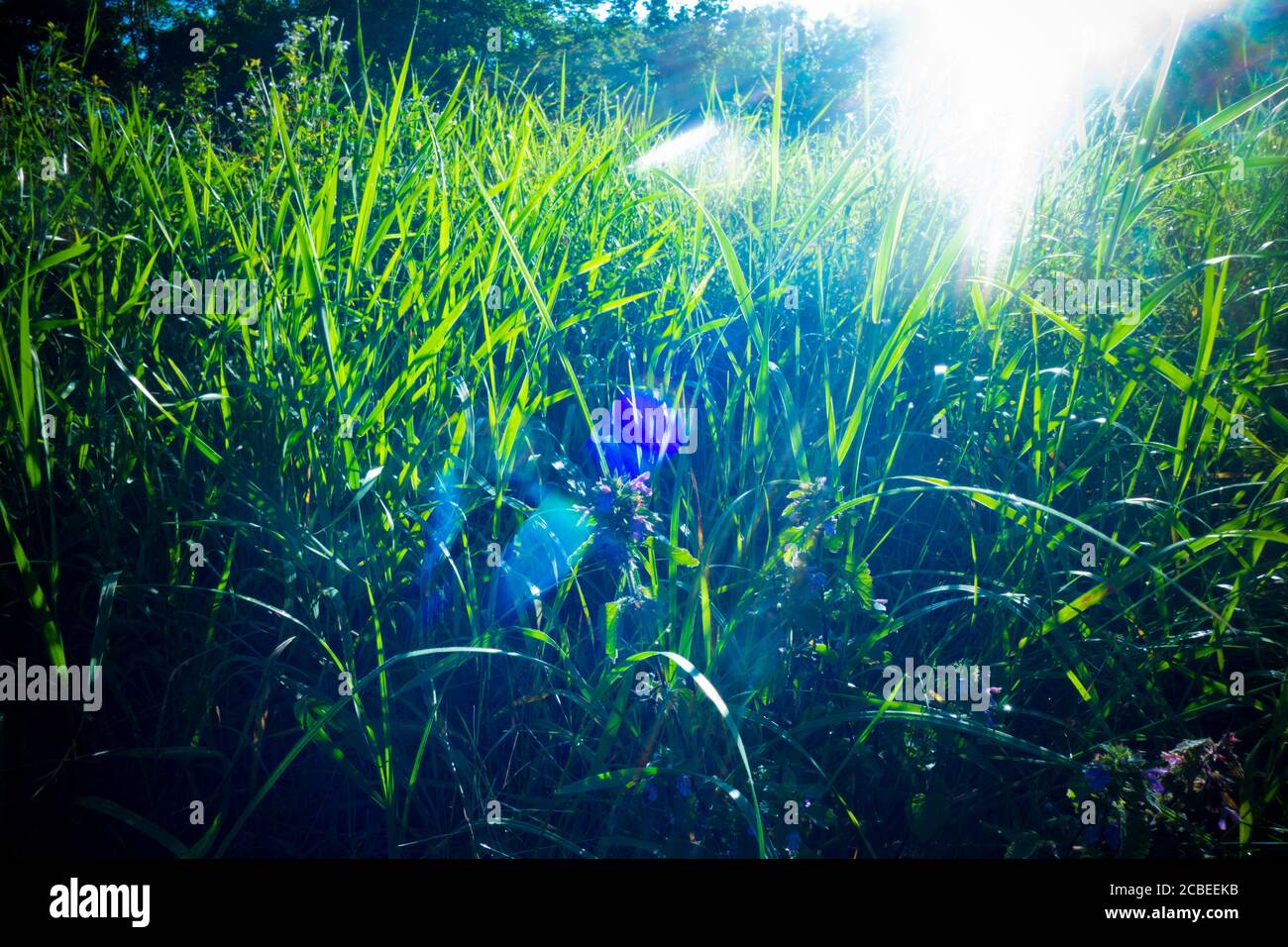 herbe avec lumière du soleil de l'arrière Banque D'Images