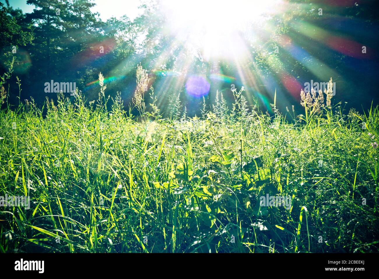 herbe avec lumière du soleil de l'arrière Banque D'Images
