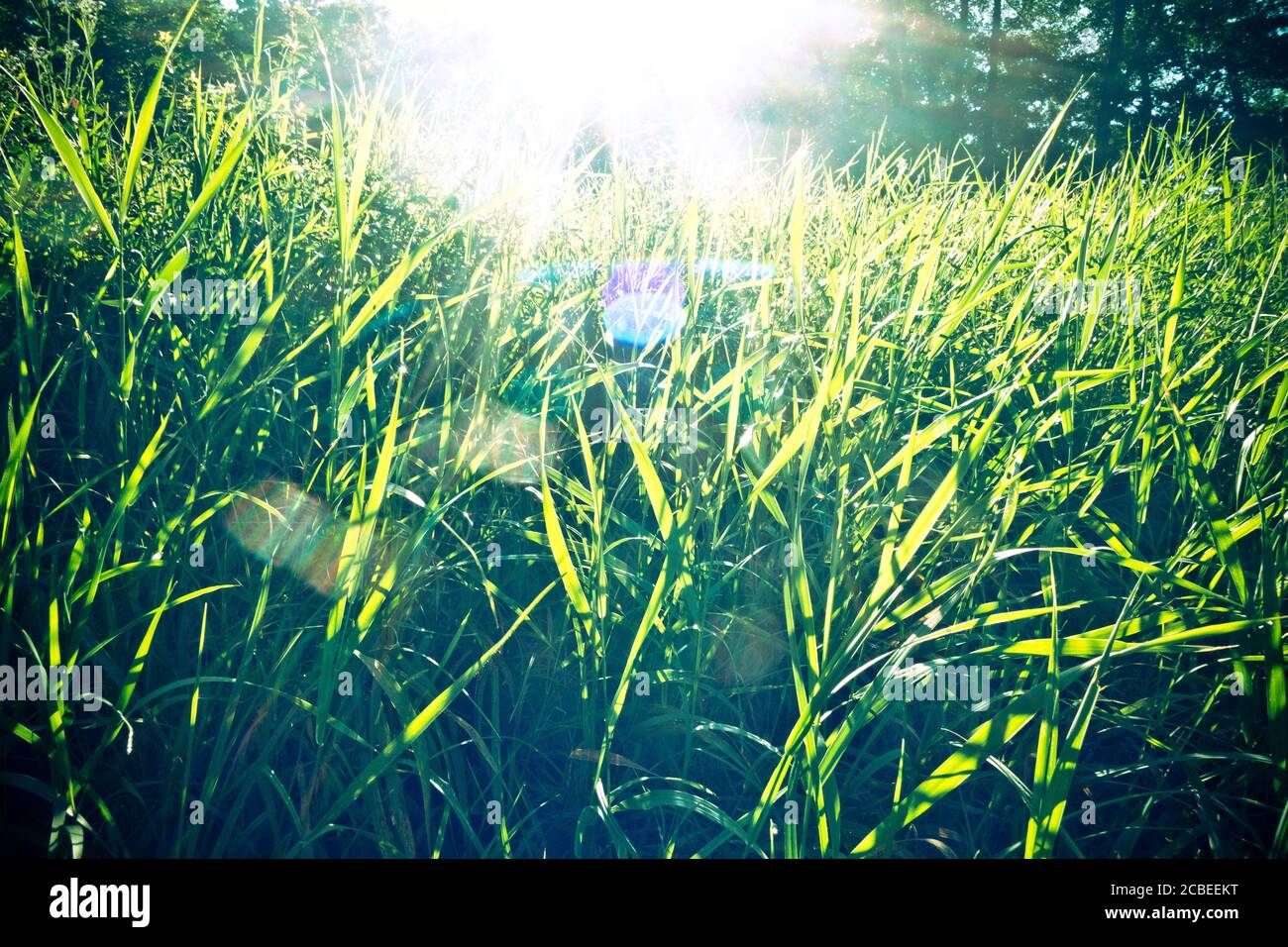 herbe avec lumière du soleil de l'arrière Banque D'Images