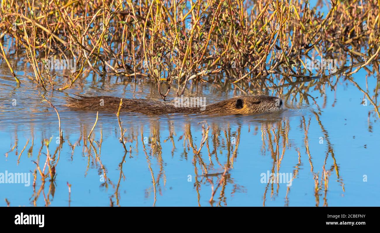 Coypu, ou nutria (Myocastor coypus) nageant dans l'eau. Photographié en Israël, dans la vallée de Hula. Un grand rongeur semi-aquatique, herbivore. Le coypu vit Banque D'Images