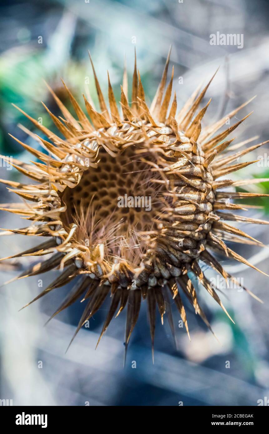 Chardon de plantes épineux. Macro photo.Fleur de Prickly séché. Banque D'Images