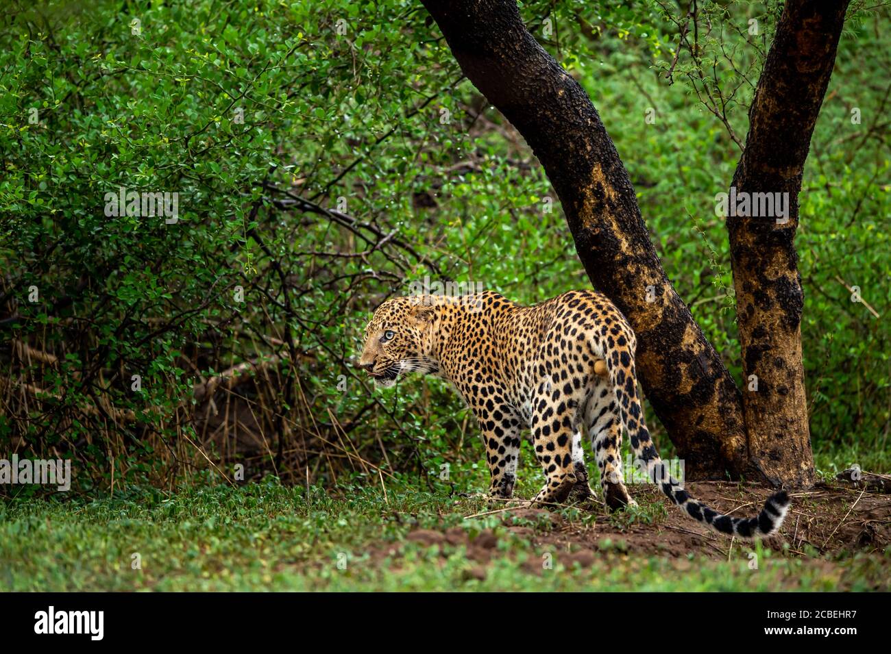 léopard ou panthère mâle sauvage en vert mousson au jhalana réserve forestière ou réserve de léopards jaipur rajasthan inde - panthera pardus fusca Banque D'Images