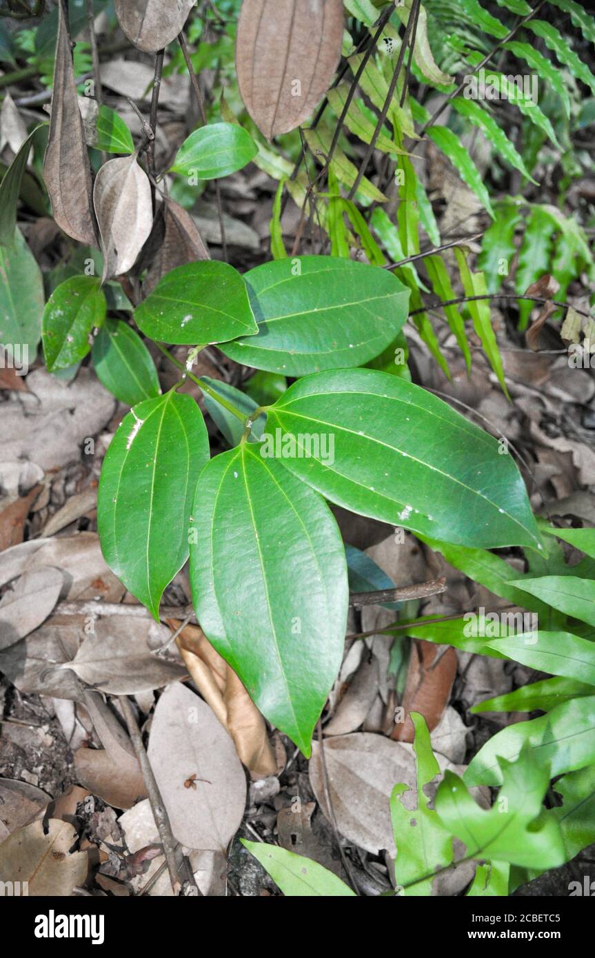Gros plan sur les feuilles tropicales vertes de cannelle (Cinnamomum verum). Banque D'Images