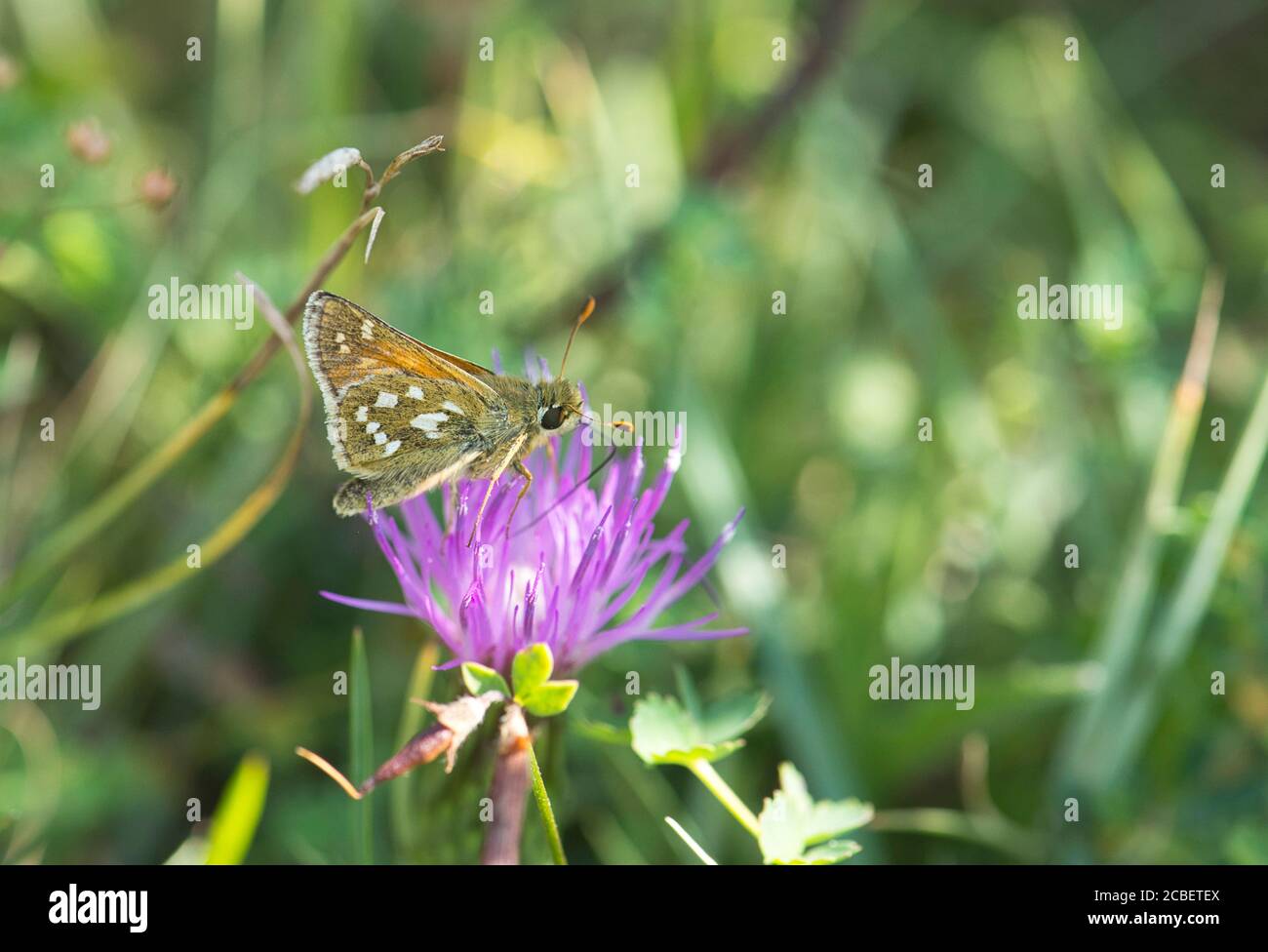 Hespérie à pois argentés (Hesperia Comma) sur chardon nain Banque D'Images