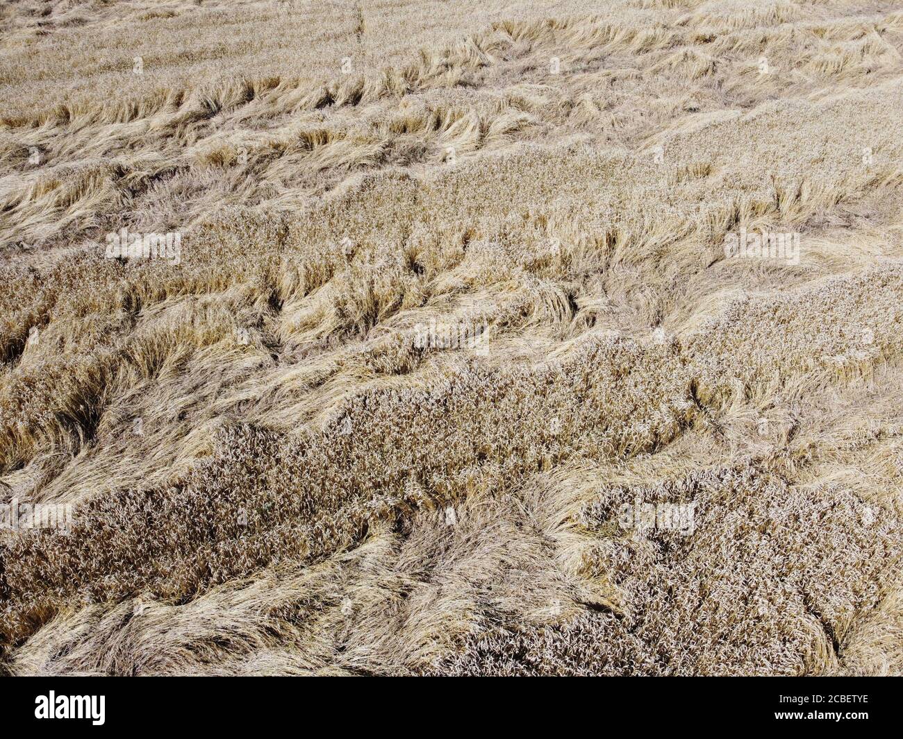 vue du dessus de la photo aérienne du champ de seigle Banque D'Images