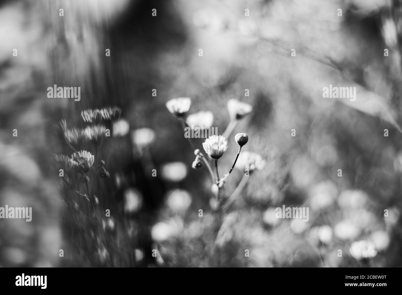 Cliché en échelle de gris d'une fleur de fleabane blanche dans un champ Banque D'Images