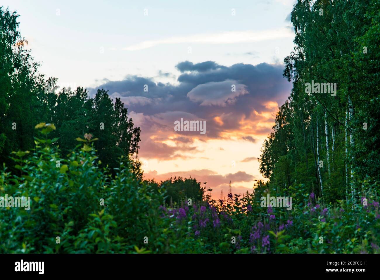 Nuages orange au coucher du soleil sur la forêt en été Banque D'Images