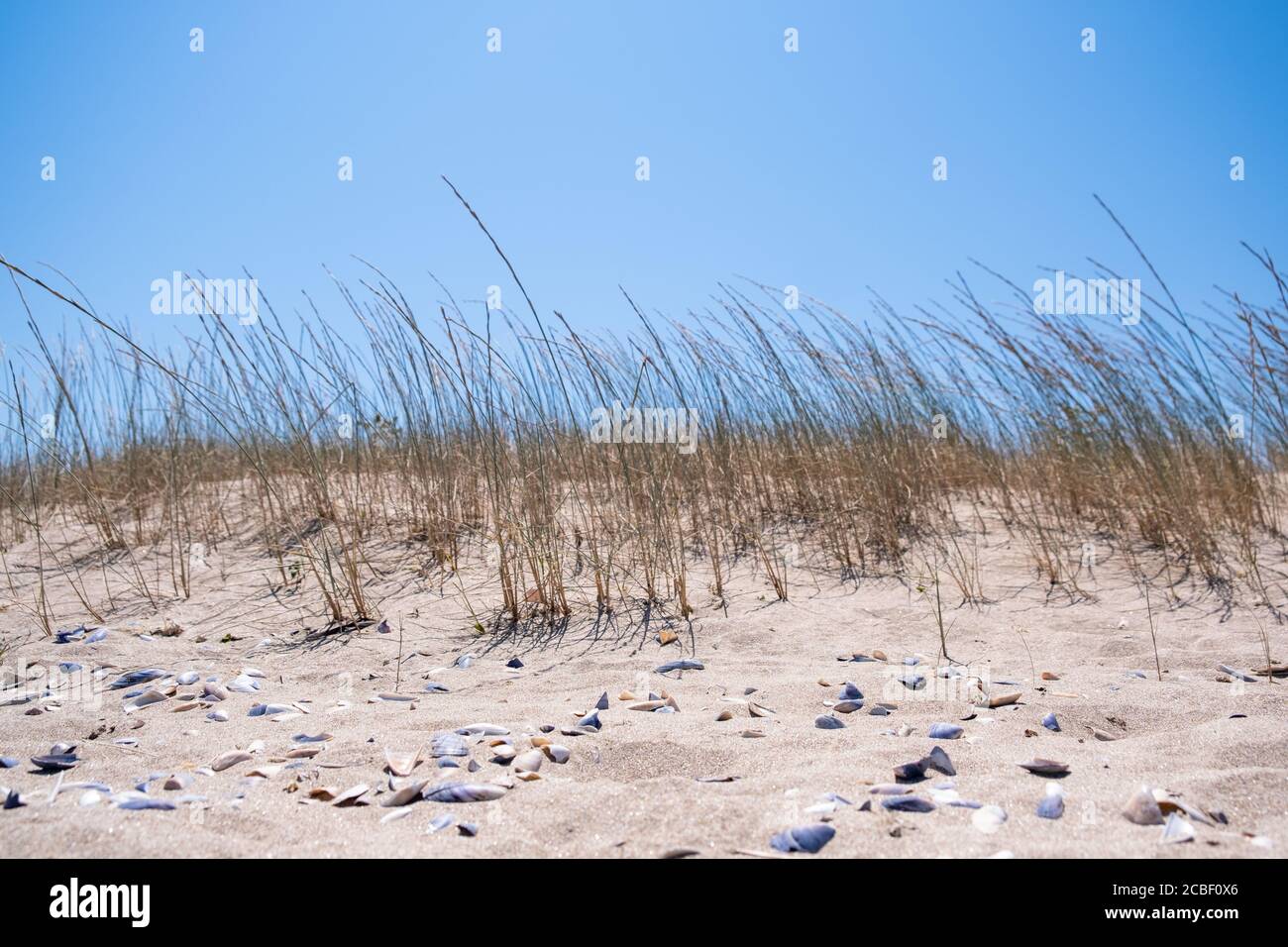 Paysage d'herbe à grand angle sur les dunes sable sur la plage, plage avec fond ciel bleu Banque D'Images