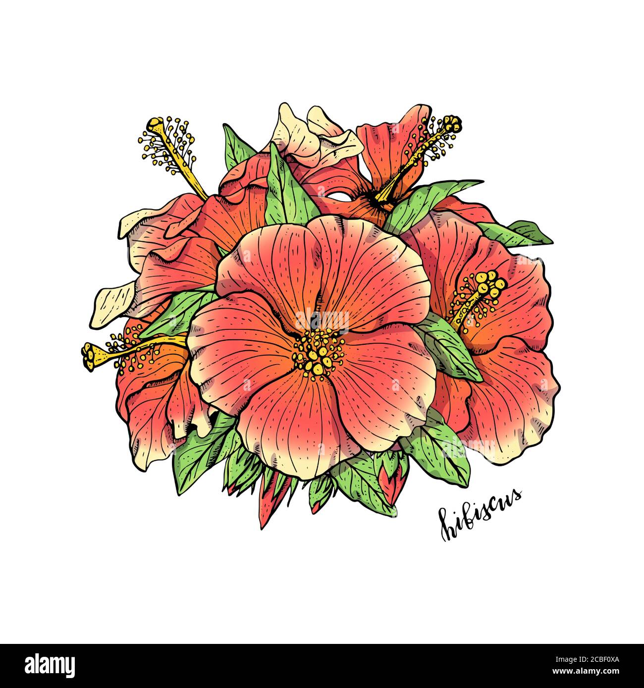 Arrangement de fleurs d'hibiscus rouges dessinées à la main. Élément à motif fleuri. Isolé sur fond blanc. Vecteur Illustration de Vecteur