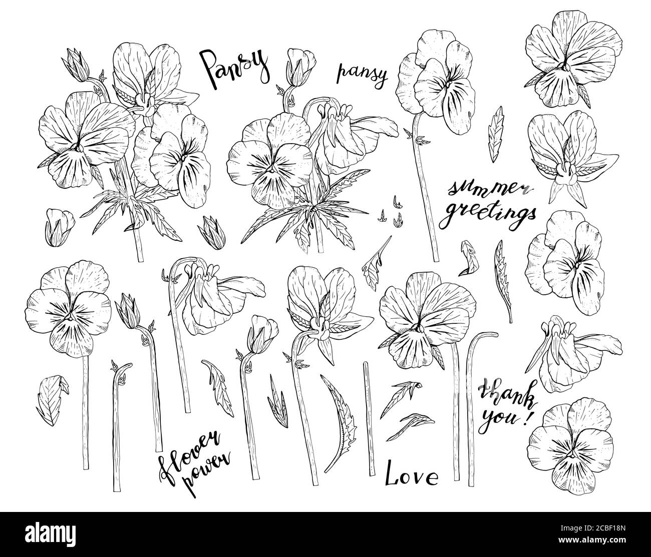 Cliquez sur des fleurs en sansy monochromes dessinées à la main. Élément à motif fleuri. Isolé sur fond blanc. Vecteur Illustration de Vecteur