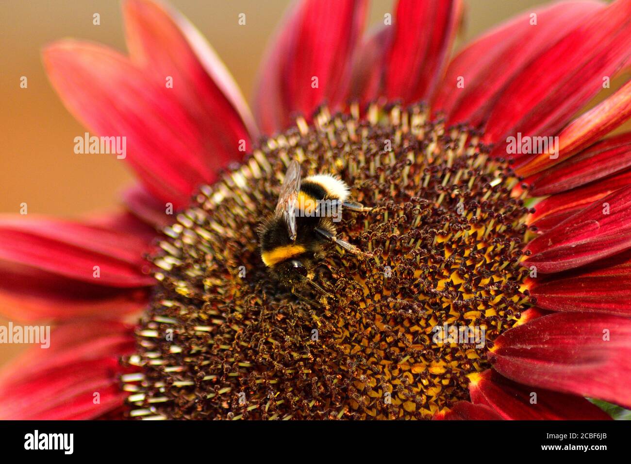 Tournesol (Helianthus annuus) avec Bumble Bee (Bombus) Banque D'Images