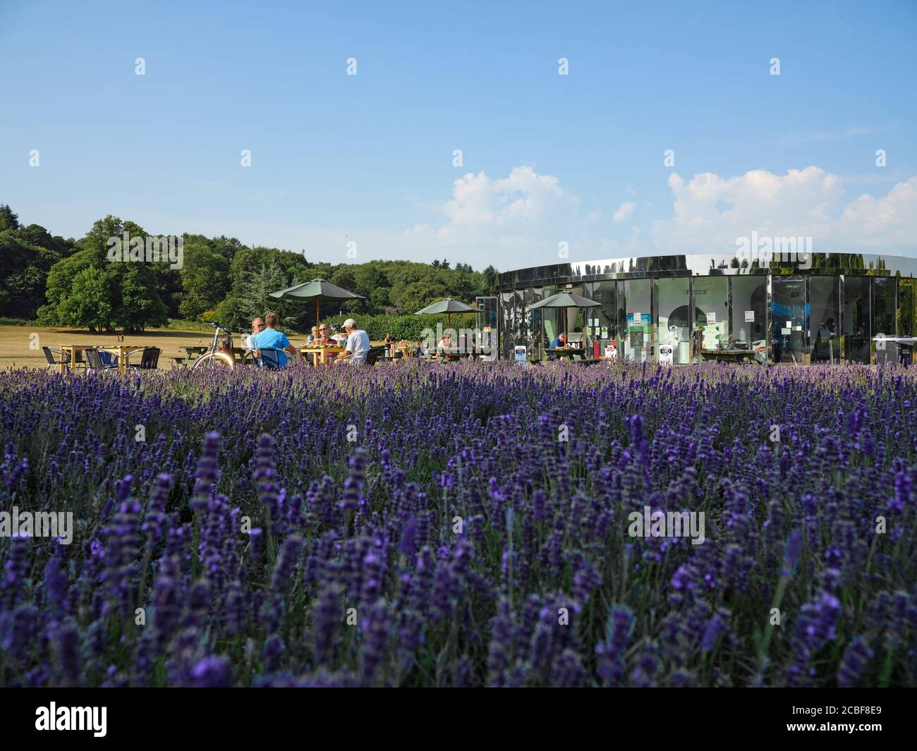 Le paysage d'été de parc Lavender et les clients appréciant le café de Reigate Priory Park à Reigate Priory Park, Reigate Surrey Angleterre Royaume-Uni 2020 Banque D'Images