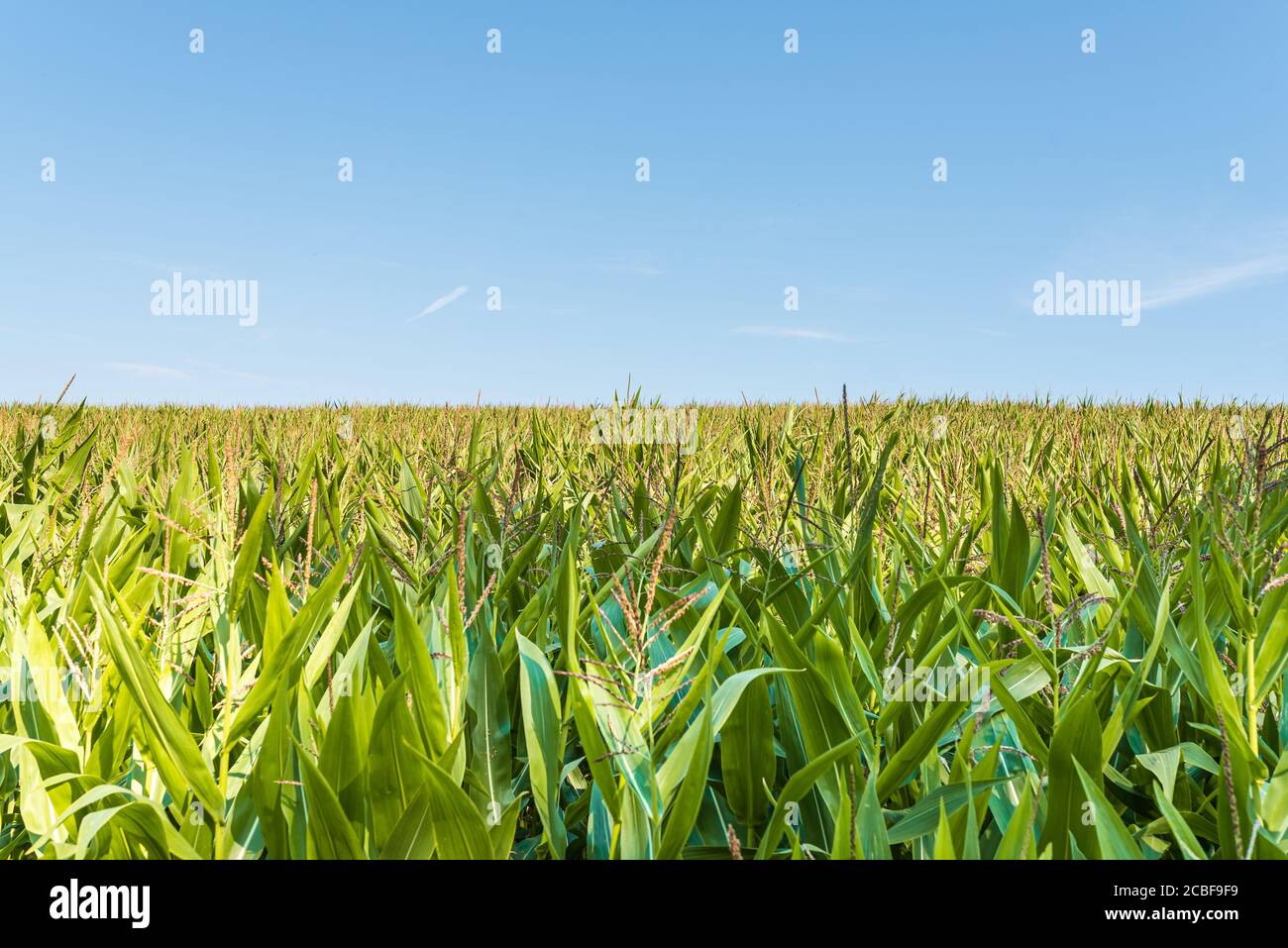gros plan du maïs sur le terrain contre le ciel bleu clair jour d'été Banque D'Images