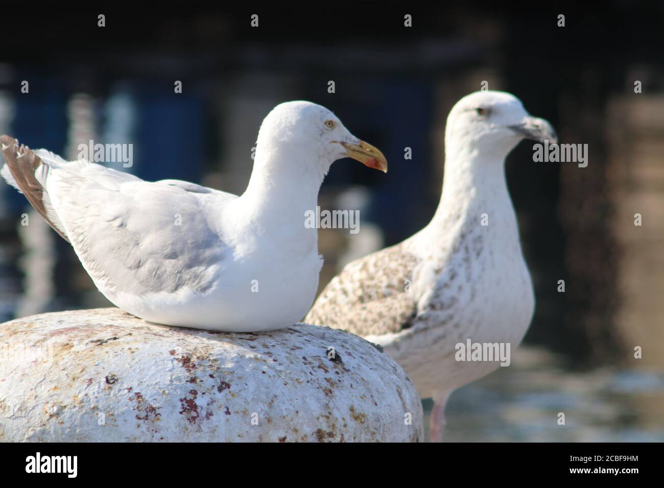 Mouettes sur le quai Banque D'Images