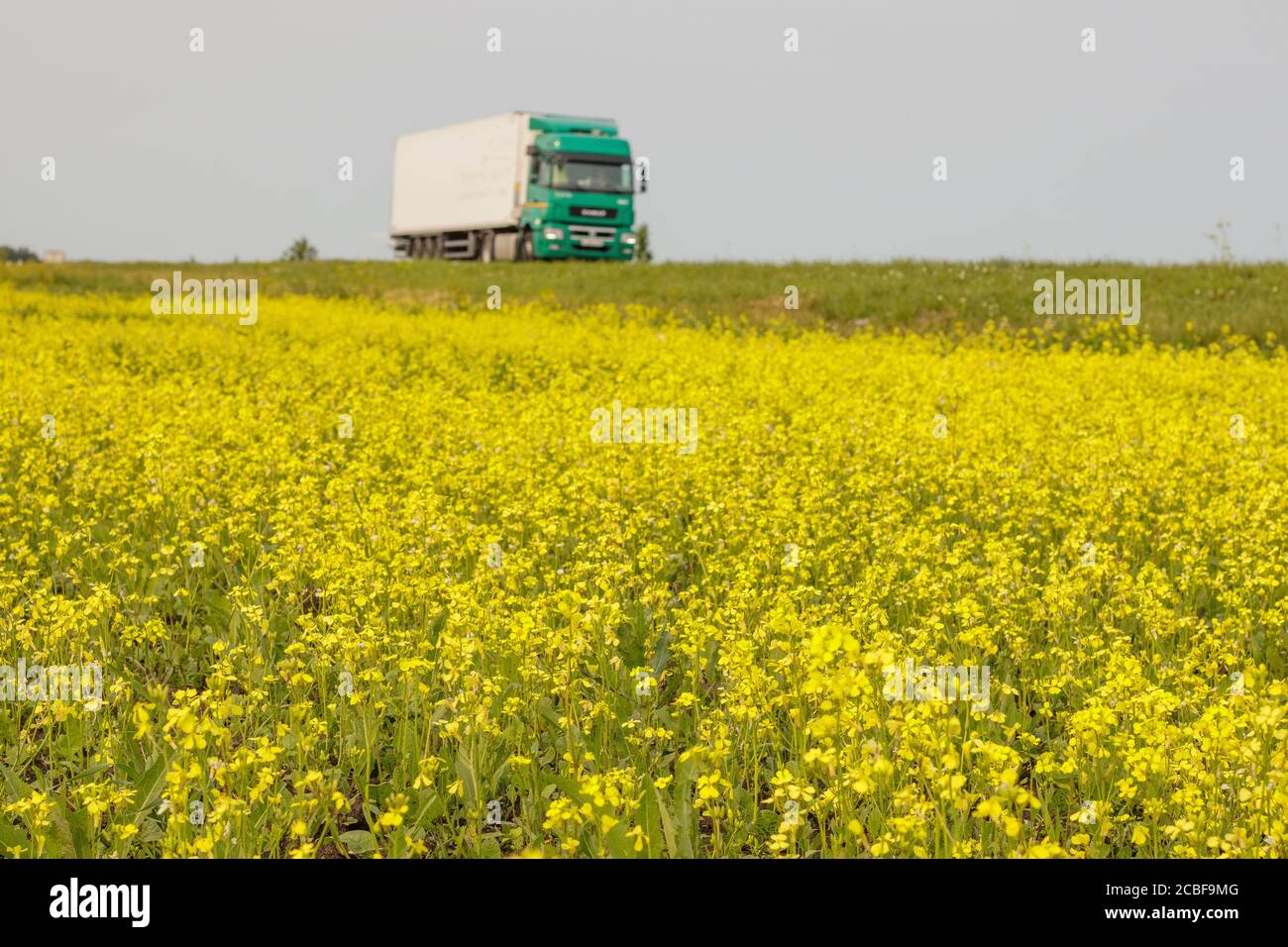 Champ de colza fleuri avec des fleurs jaunes. En arrière-plan, un camion  roule sur l'autoroute Photo Stock - Alamy