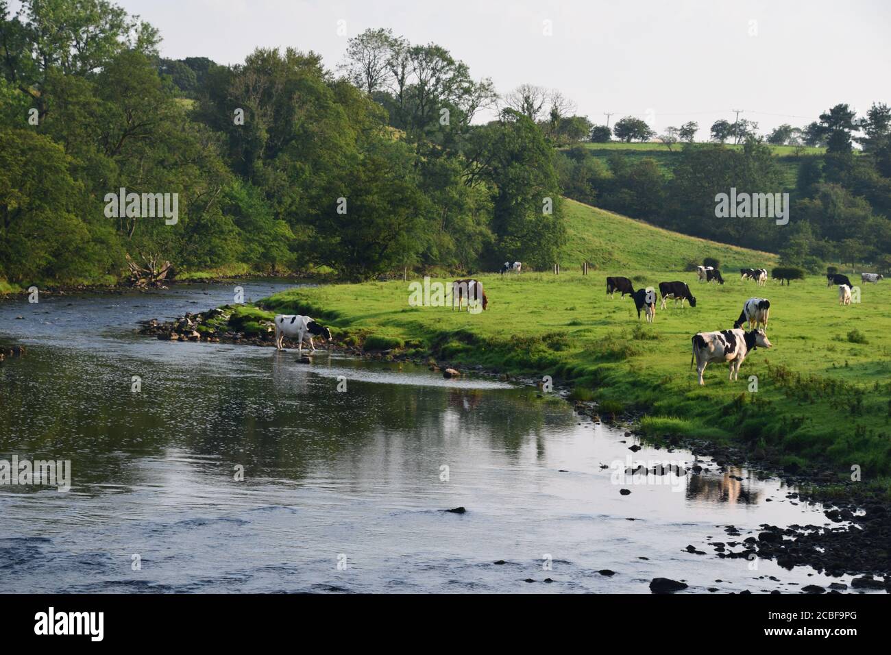 La rivière Ribble vallée en amont de Gisburn Lancashire belle campagne vallonnée Banque D'Images