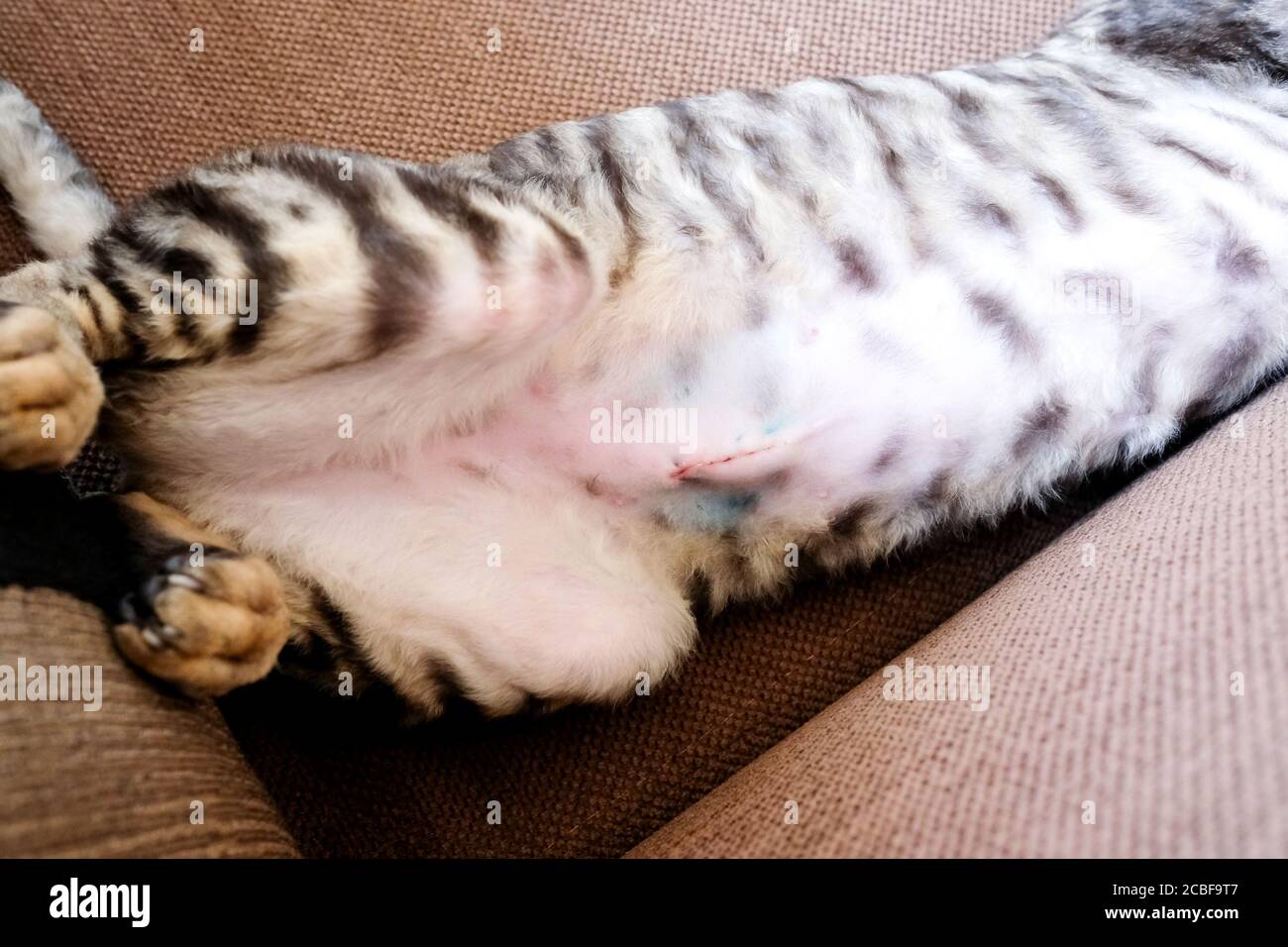 Un jeune chat repose sur son dos. Abdomen visible, pattes arrière et  couture de stérilisation Photo Stock - Alamy