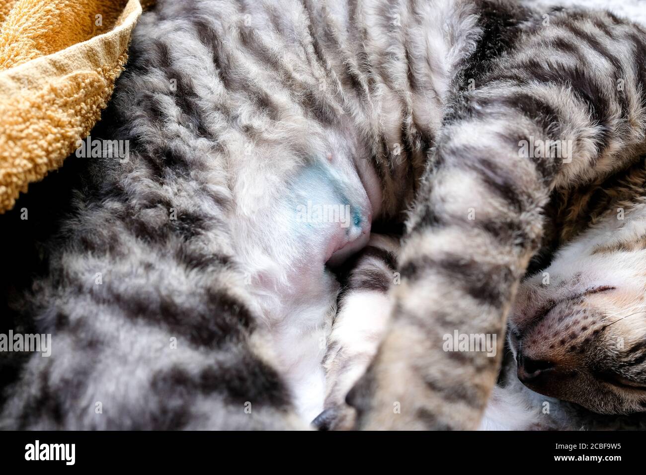 Le chat est allongé sur son côté, la suture sur l'abdomen de l'opération est visible. Trace de stérilisation. Chaton de Rex de Cornouailles, tabby Banque D'Images