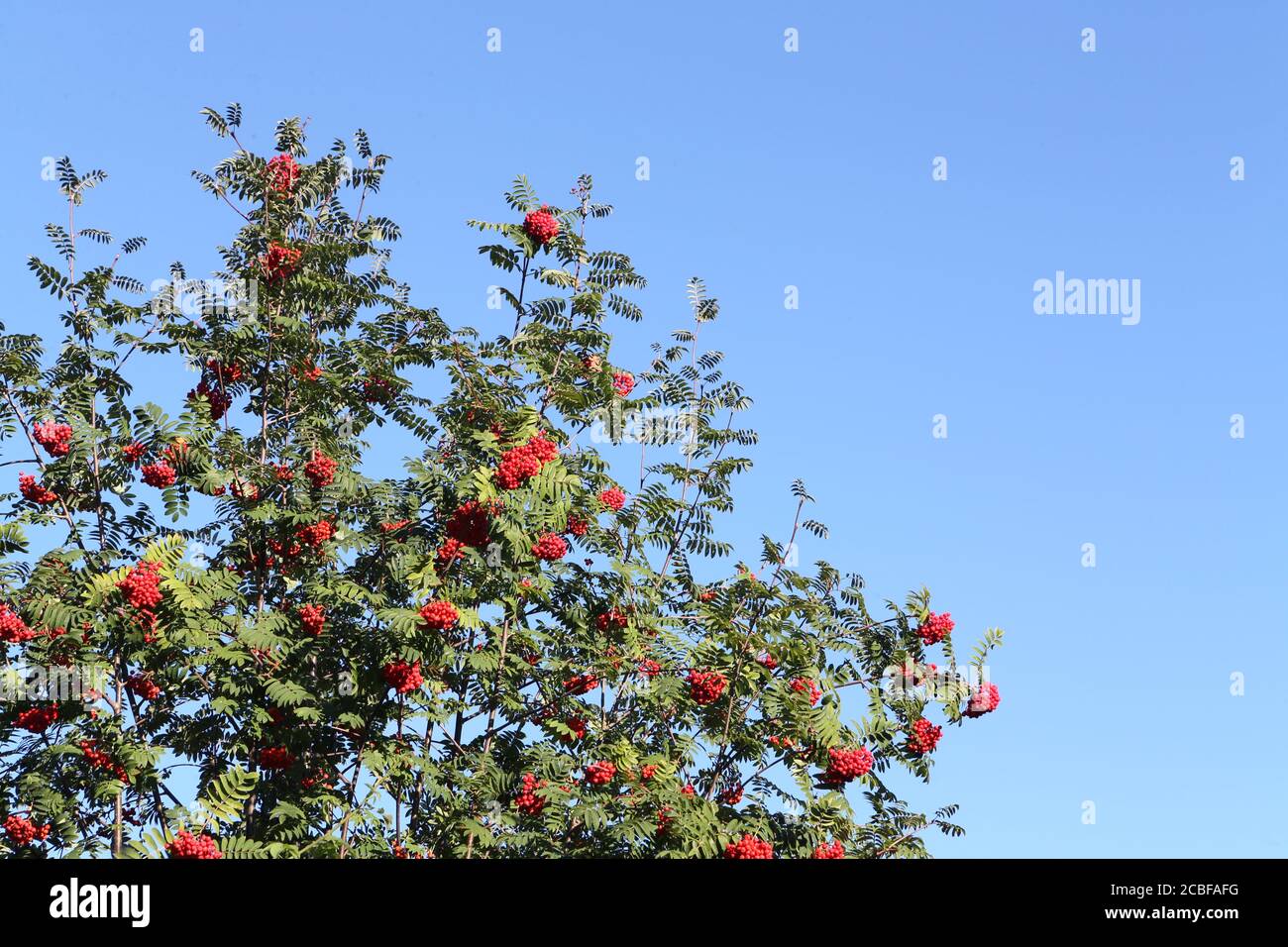 Baies de Sorbus aucuparia avec feuillage contre ciel bleu Banque D'Images