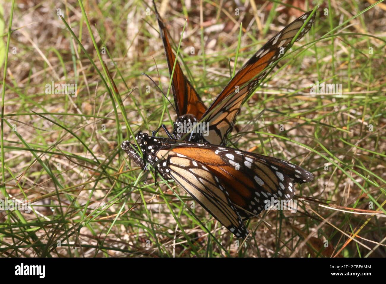 Papillon monarque sur fleur de discorde pourpre Banque D'Images