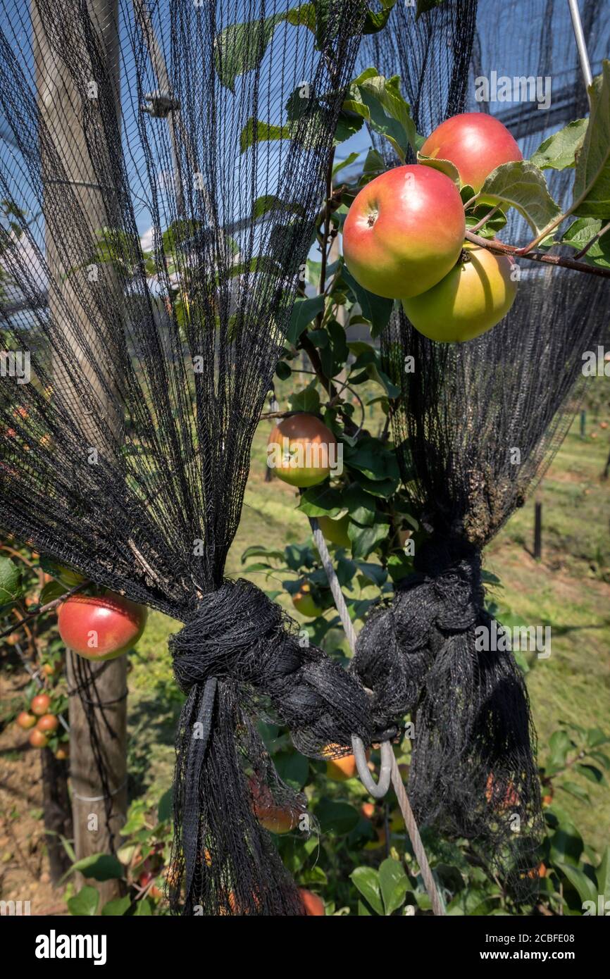 filet de protection contre la grêle au-dessus des pommes en styrie, autriche Banque D'Images