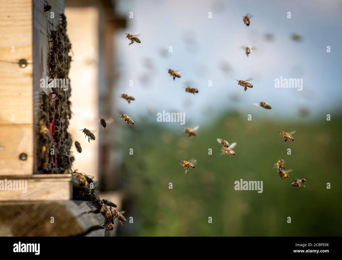 les abeilles retournent à l'entrée de la ruche Banque D'Images