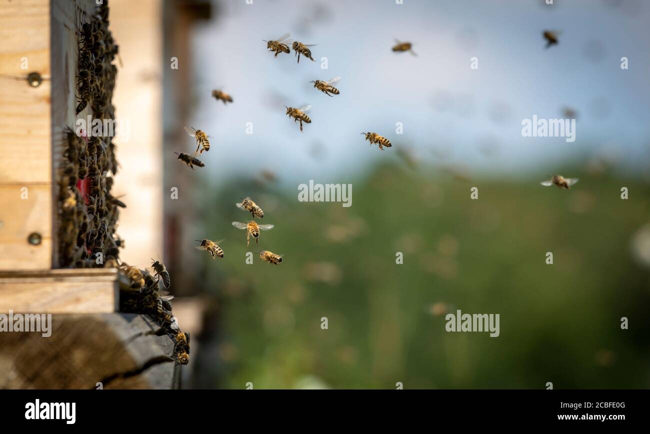 les abeilles retournent à l'entrée de la ruche Banque D'Images