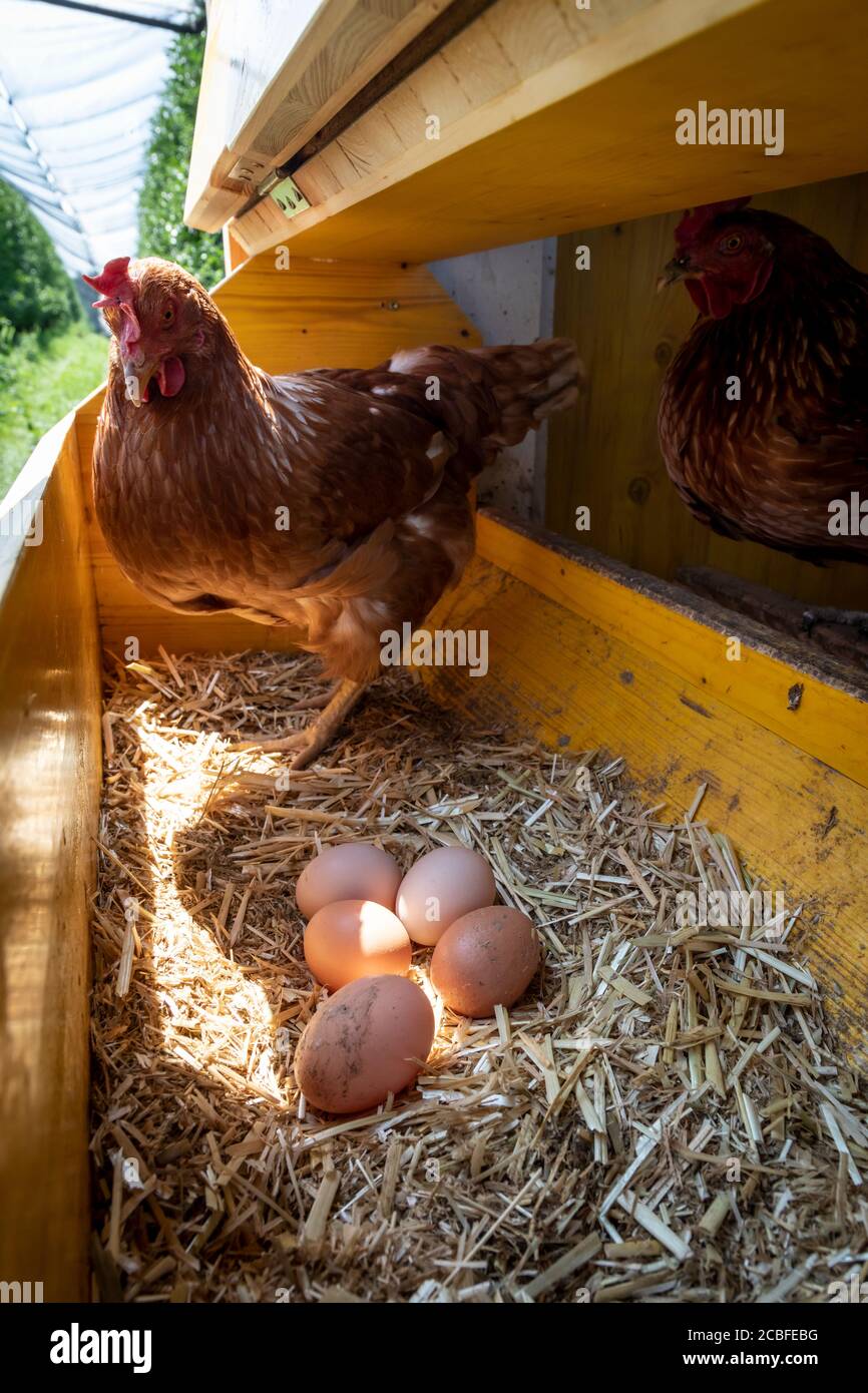 poulet avec œufs dans le poulailler Banque D'Images