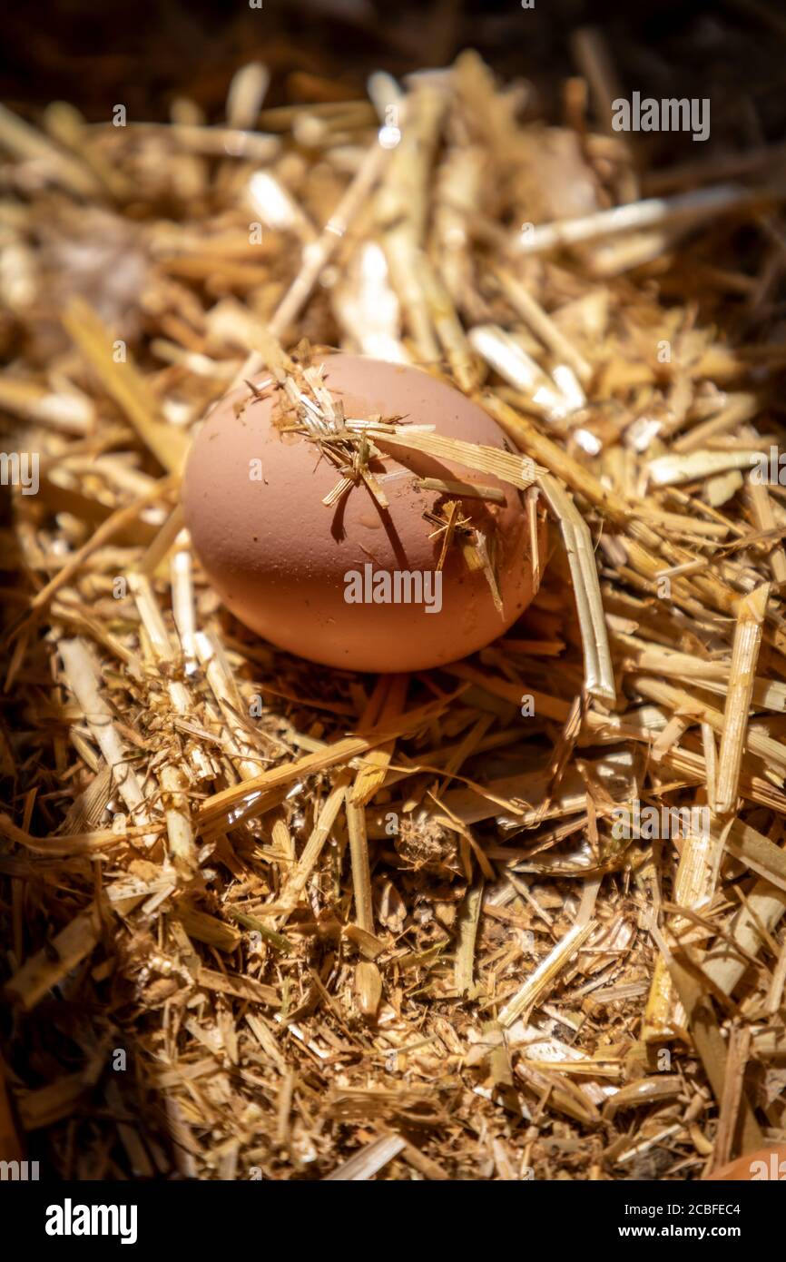 œuf en paille, poulailler dans une ferme biologique Banque D'Images