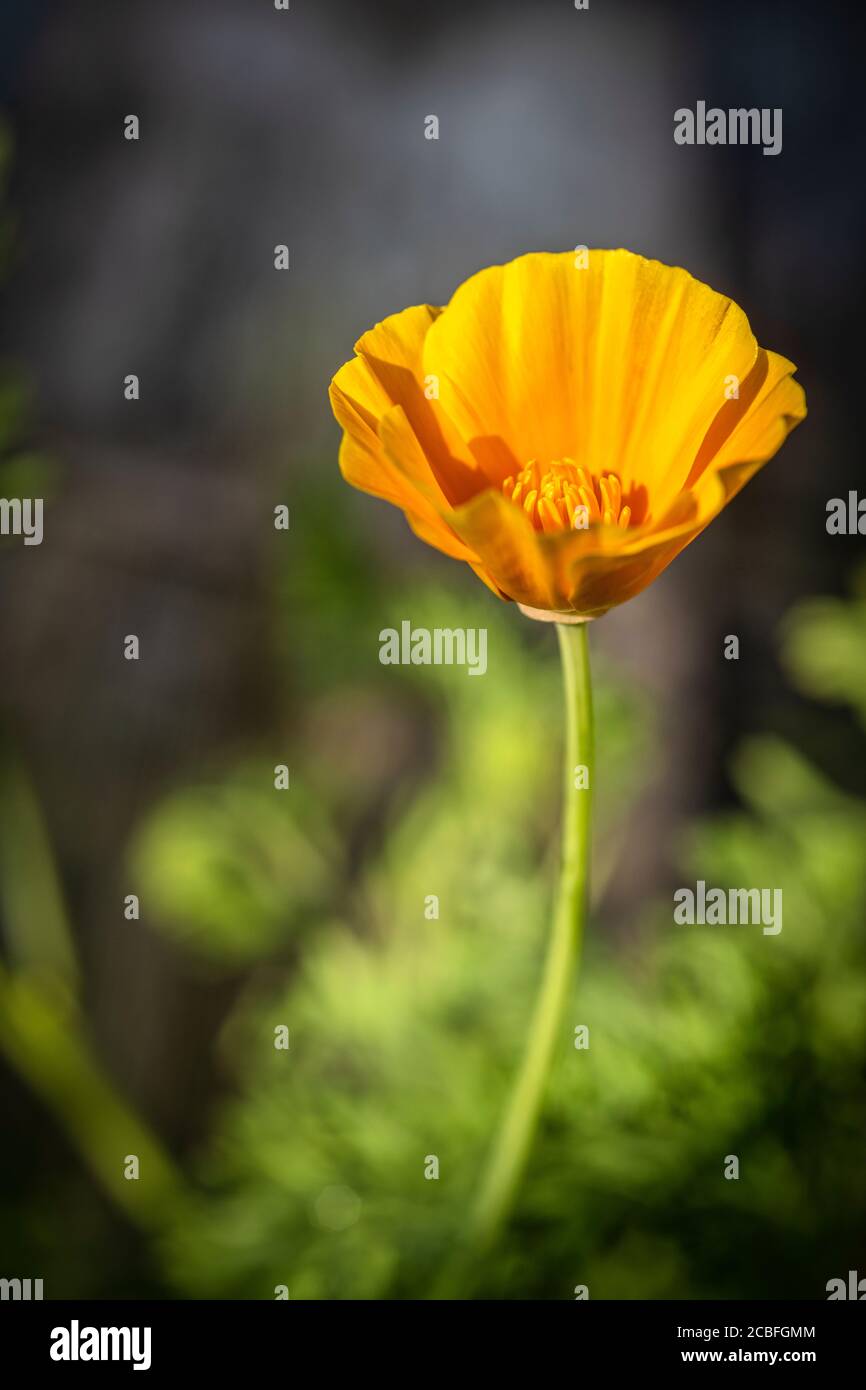 Eschscholzia californica - coquelicot californien « Orange King » Banque D'Images