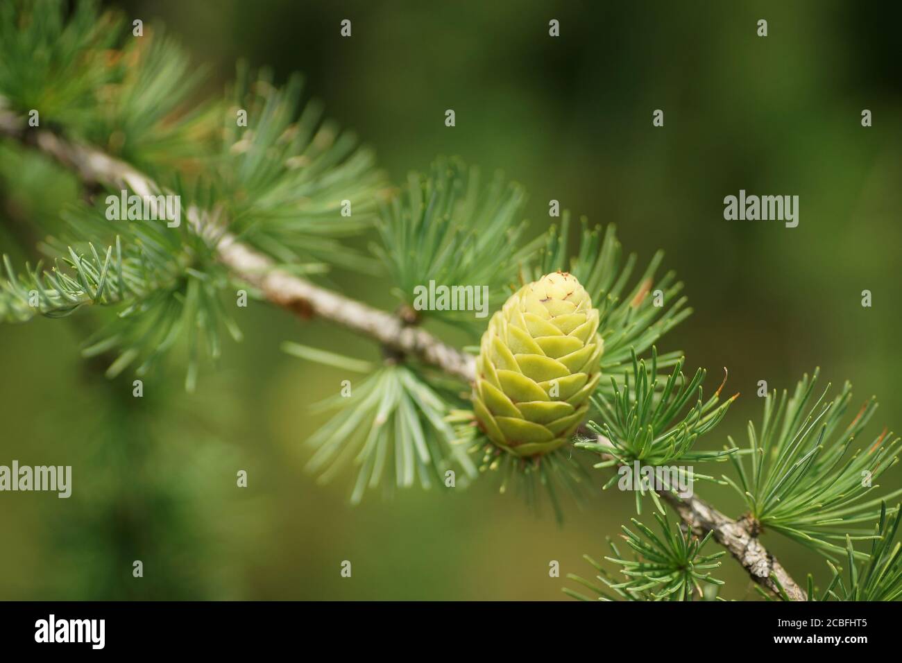 Juin dans le jardin, cône sur branche de mélèze entre les aiguilles, gros plan, arrière-plan flou, bokeh et espace de copie Banque D'Images