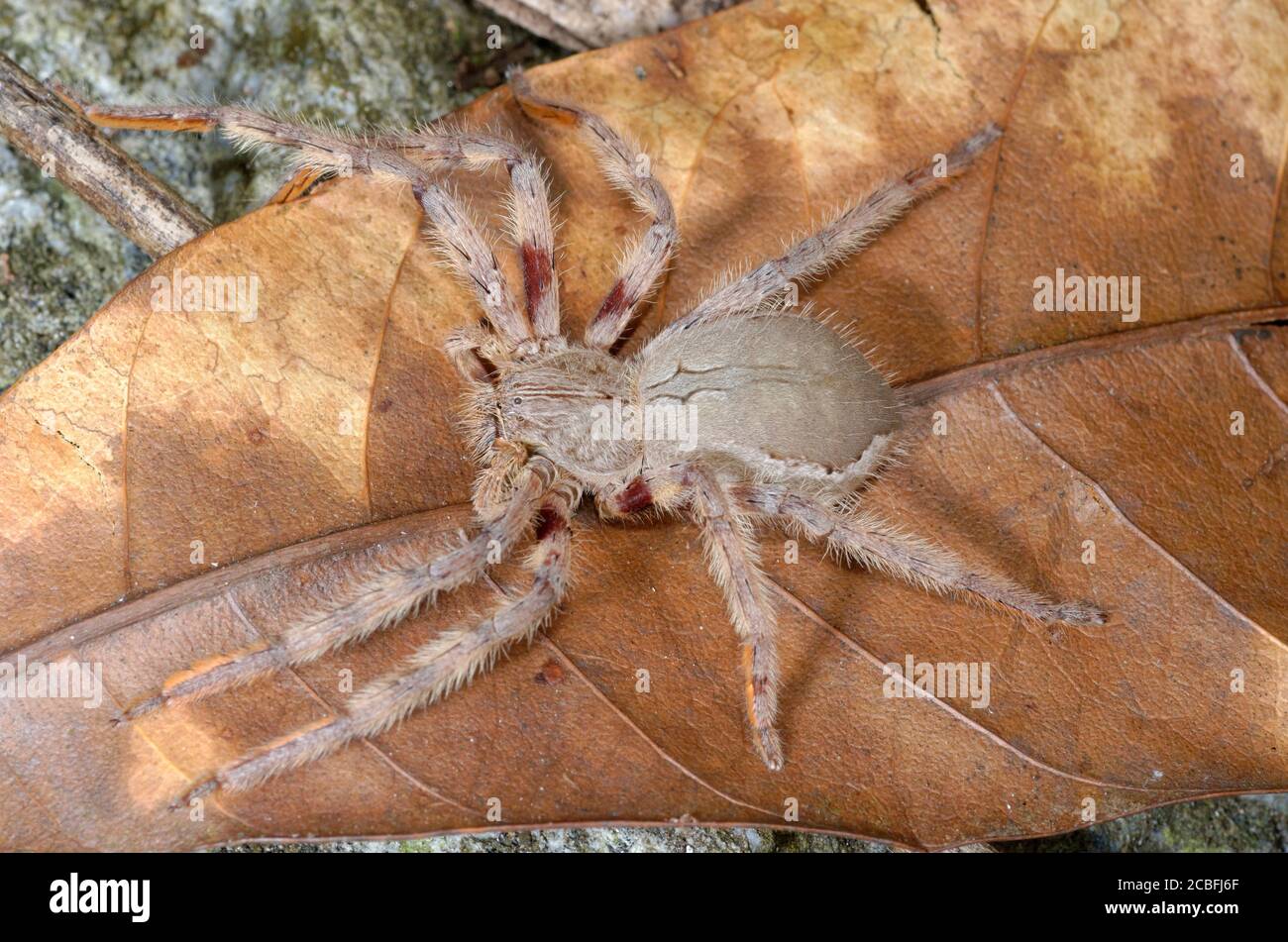 Grande araignée africaine Banque D'Images