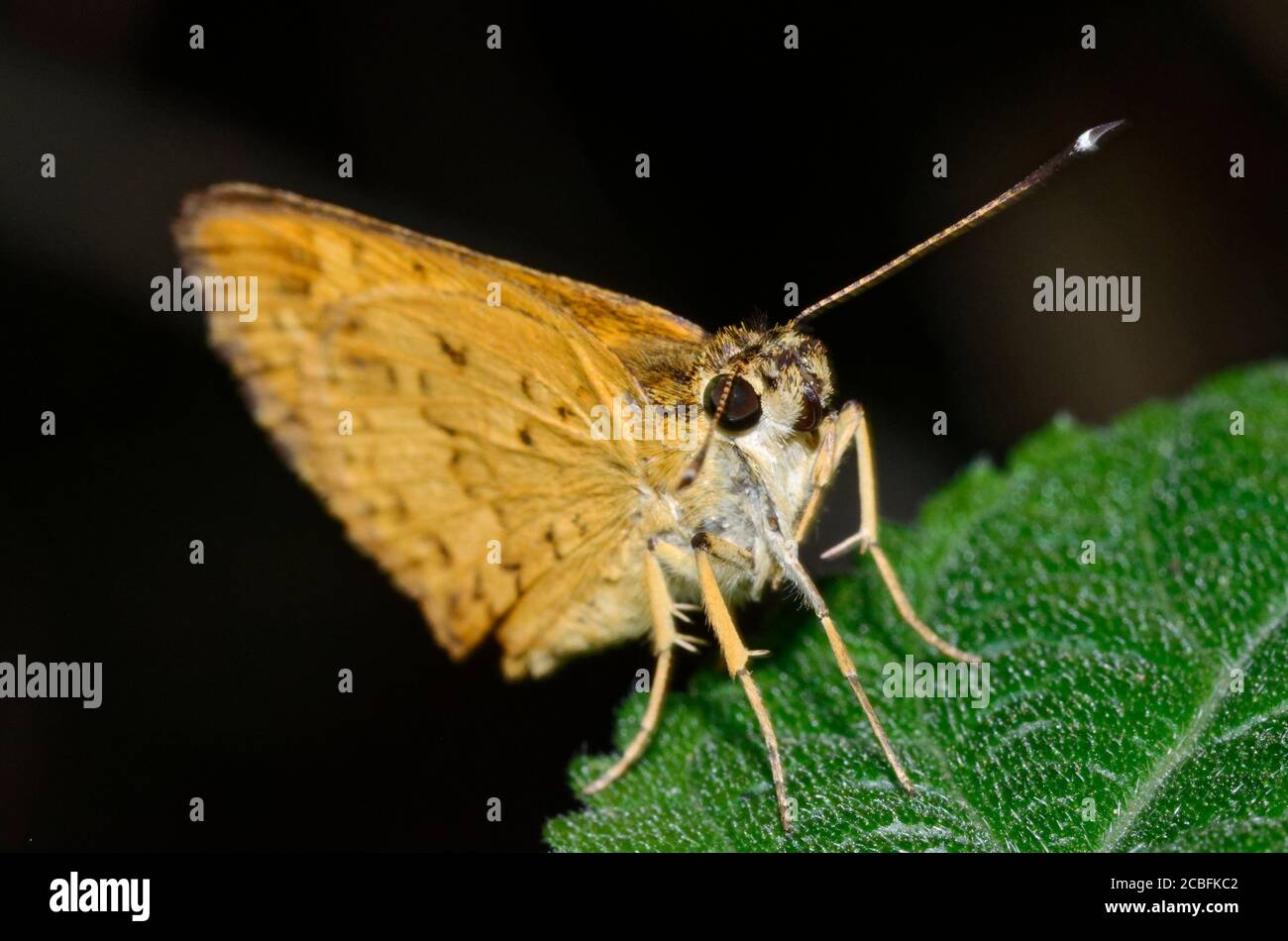 Papillon africain jaune Banque D'Images