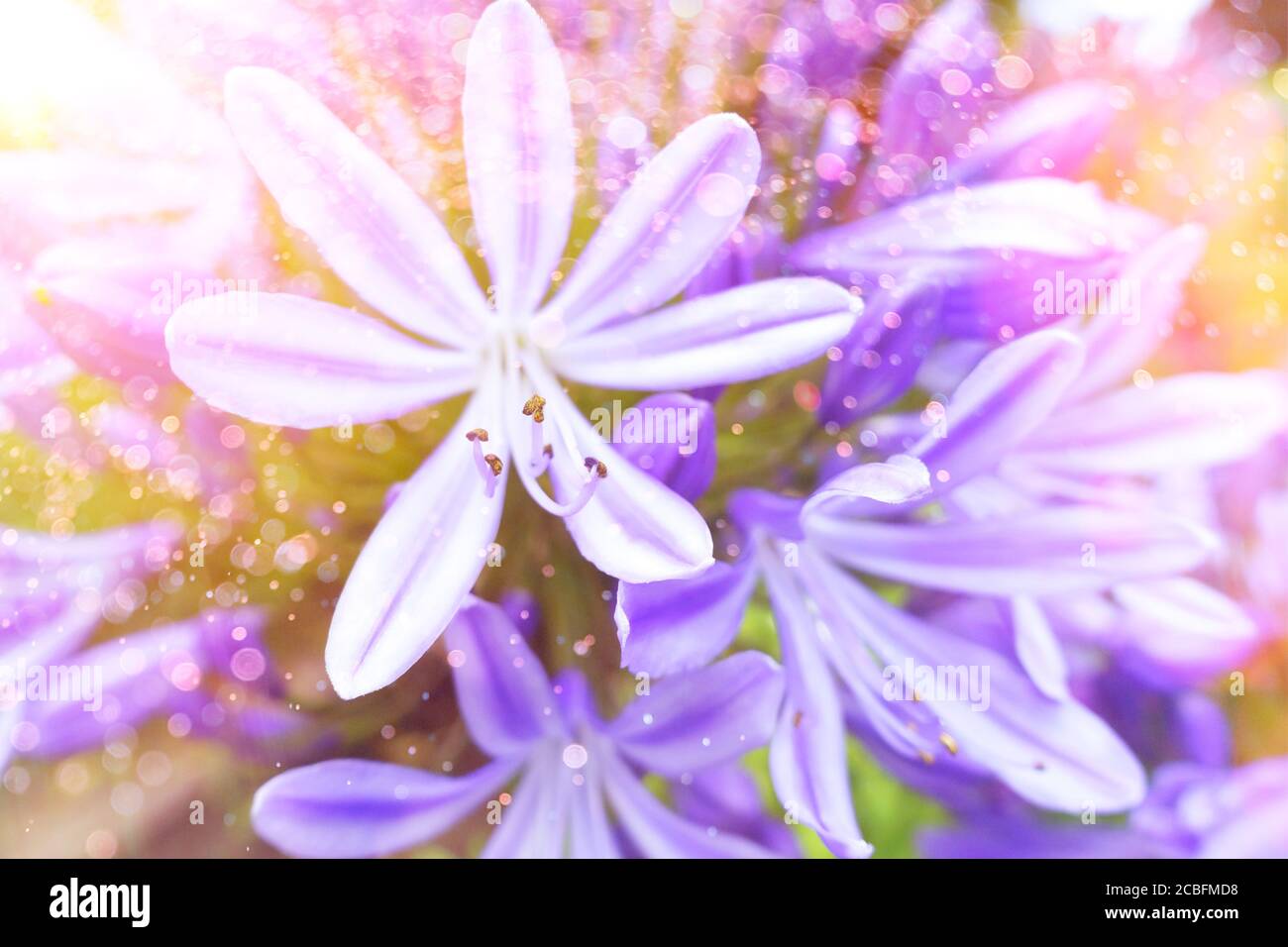 Gros plan de fleurs d'agapanthus violets, lumière douce, texture nostalgique et romantique de fond. Banque D'Images