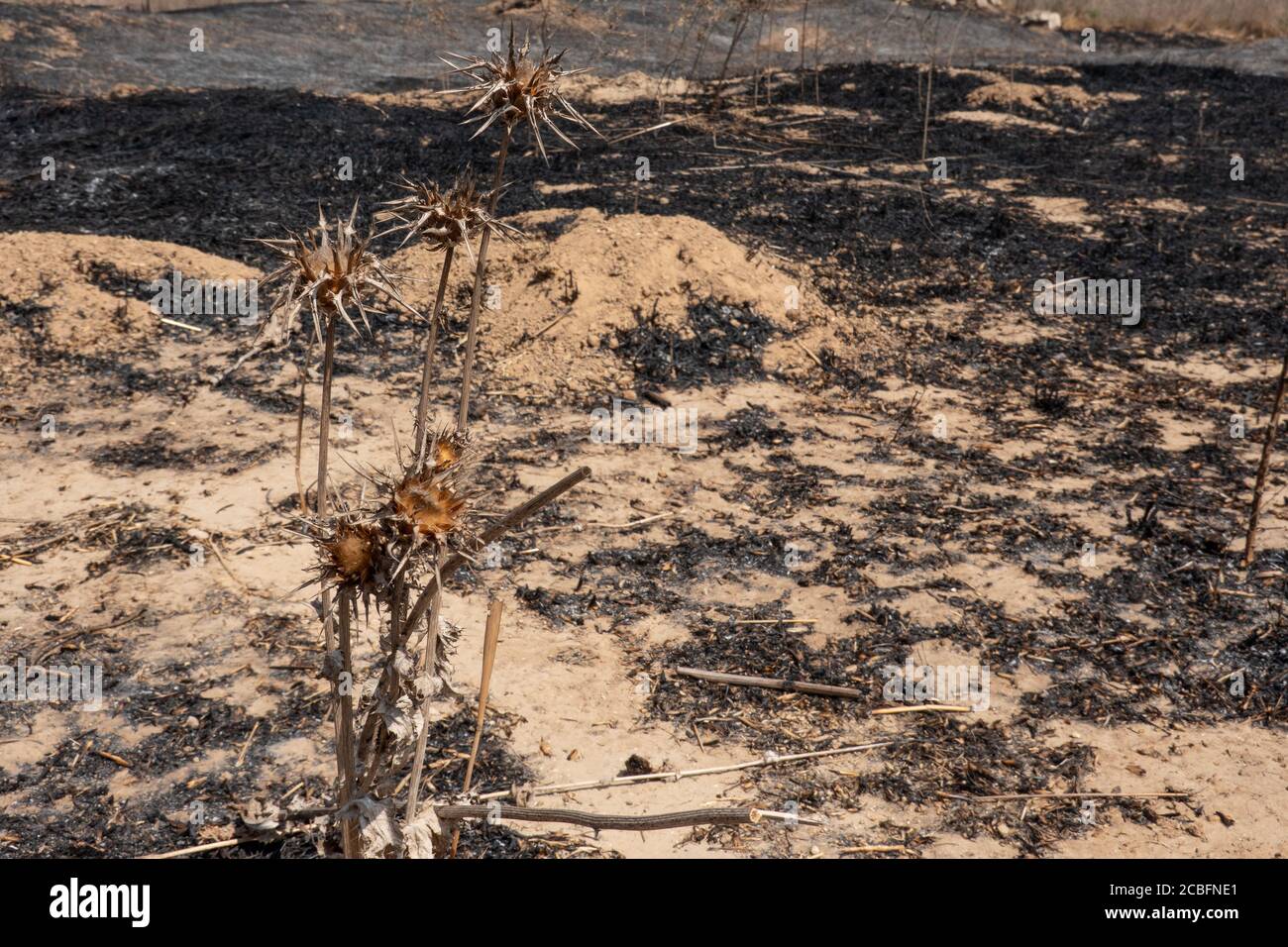 Conseil régional de Shaar Hanegev, Israël. 13 août 2020. Les champs sont laissés brûlis à la suite de bombes incendiaires et d’explosifs livrés par des cerfs-volants en suspension ou des ballons remplis d’hélium de la bande de Gaza vers Israël dans le cadre d’une nouvelle vague d’incendie criminel palestinien. Les frappes de représailles de l'armée de l'air israélienne à l'intérieur de la bande ont lieu tous les soirs. Des ballons incendiaires ont été la cause de près de 500 acres de forêts et de champs agricoles dans les villes frontalières de Gaza brûlées la semaine dernière. Crédit : NIR Amon/Alamy Live News Banque D'Images