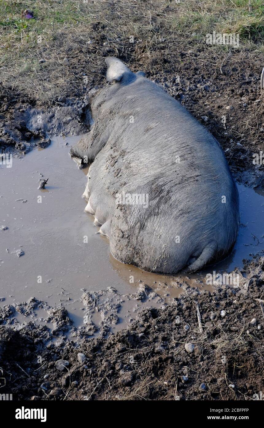 sow cochon pond dans la boue sur la ferme, nord de norfolk, angleterre Banque D'Images