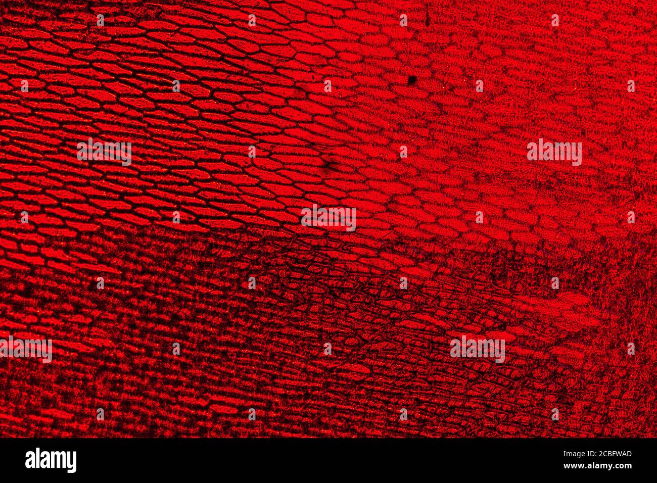 Épiderme d'oignon avec de grandes cellules pigmentées. Effacer les cellules épidermiques d'un oignon. Convient comme arrière-plan abstat. Banque D'Images