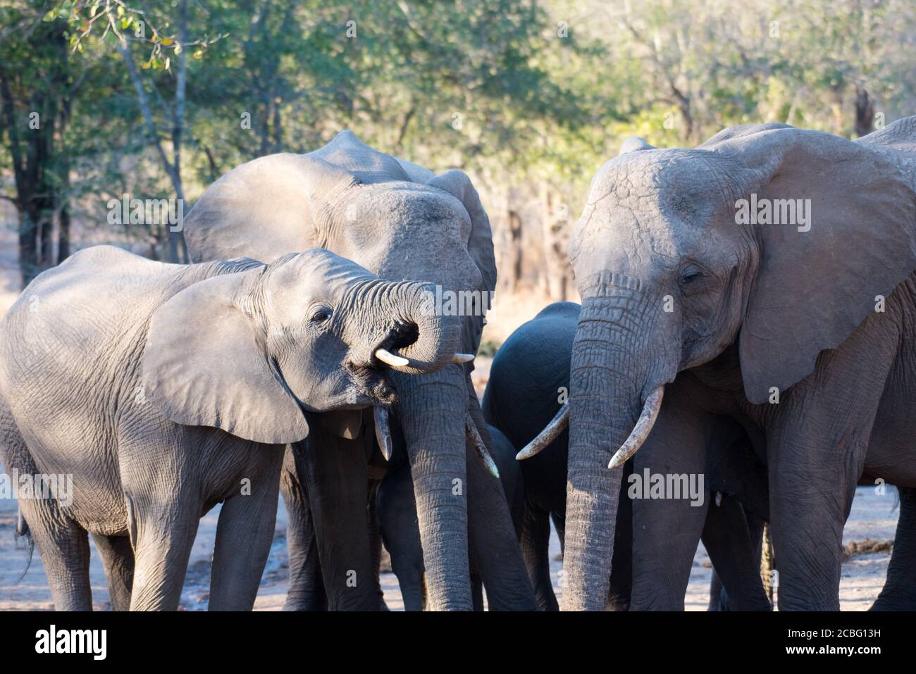 Groupe d'éléphants au trou d'eau faisant des tours pour se tenir et boire eau Banque D'Images
