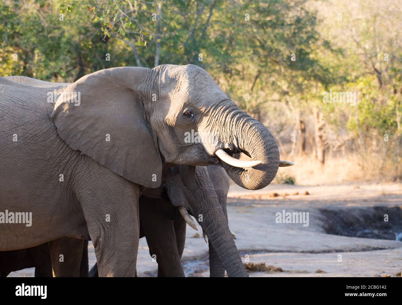 Groupe d'éléphants au trou d'eau faisant des tours pour se tenir et boire eau Banque D'Images