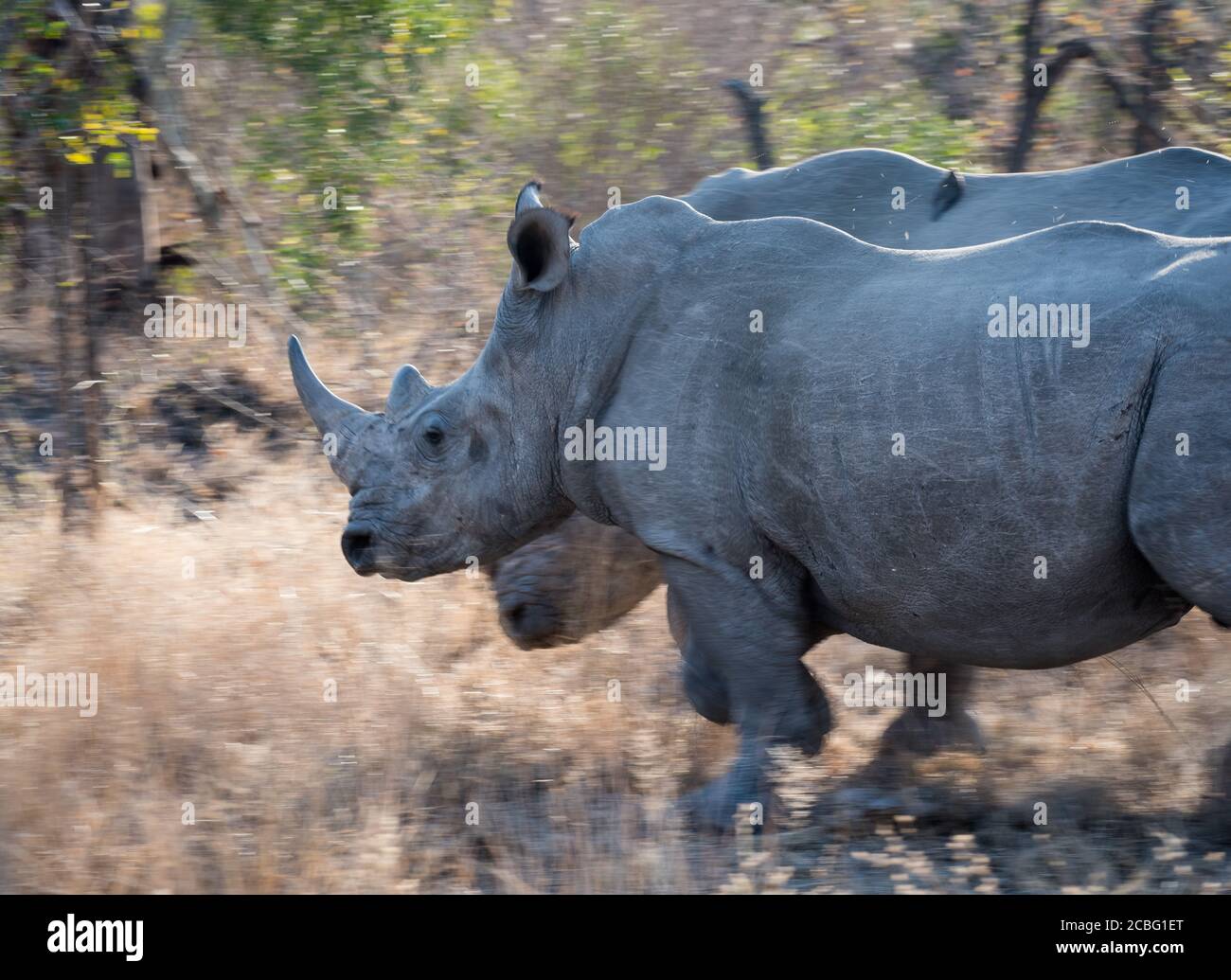 Deux rhinocéros blancs en mouvement, en courant à partir de l'herbe plate à la bague plus épaisse Banque D'Images
