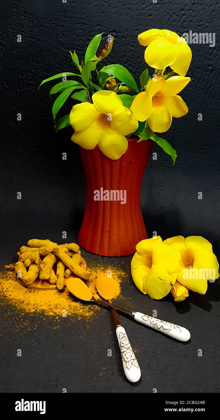 Curcuma (Curcuma longa) avec des fleurs jaunes isolées sur fond noir.  Utilisé comme médicament à base de plantes pour la polyarthrite rhumatoïde  et l'activité antioxydante Photo Stock - Alamy