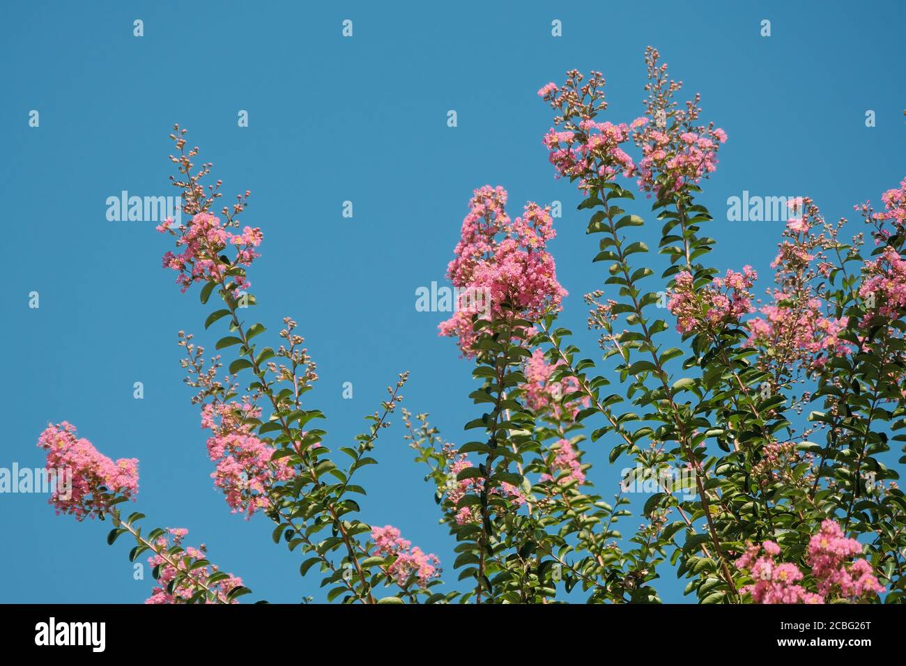 Lagerstroemia fleurs dans le ciel bleu. Banque D'Images