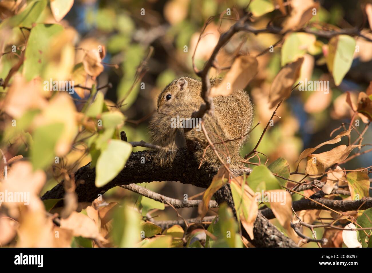 Écureuil assis haut dans l'arbre attrapant la lumière du soleil et chauffer son corps Banque D'Images