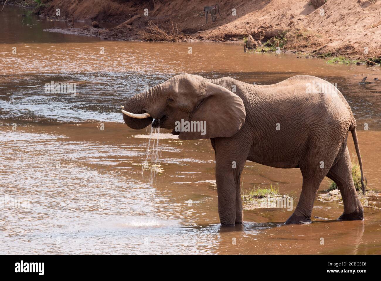 Éléphant en Afrique boire de l'eau son tronc court par pulvérisation il dans sa bouche et dans le processus de l'eau qui coule en sortant et en descendant dans la rivière Banque D'Images
